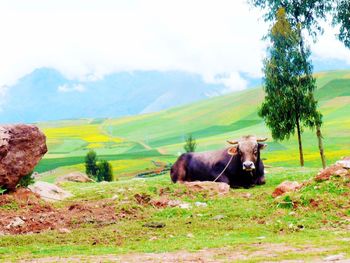 Cows grazing on grassy field