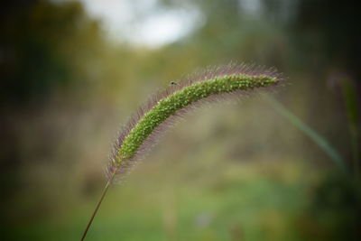 Close-up of plant on field