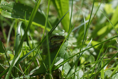 green