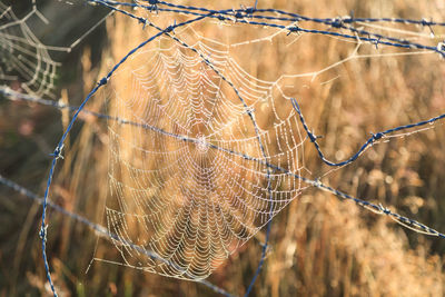 Close-up of spider web against blurred background