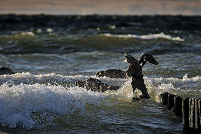 Water splashing in a sea