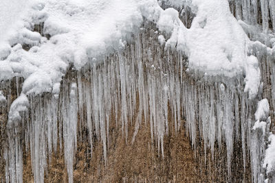 Close-up of icicles on snow covered land