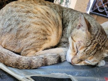 High angle view of cat sleeping