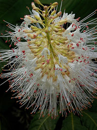 Close-up of flowers