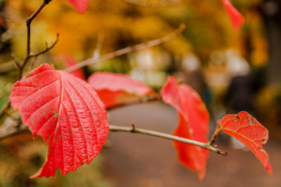 Close-up of red leaves on plant