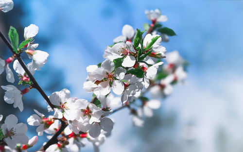 Close-up of cherry blossoms against blue sky