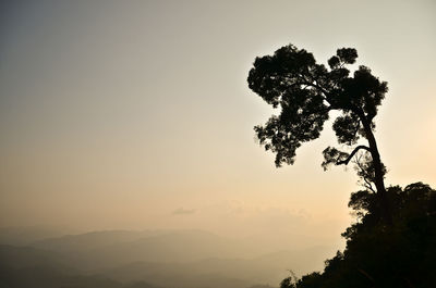 Low angle view of silhouette tree against sky during sunset