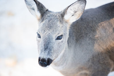 Close-up portrait of horse