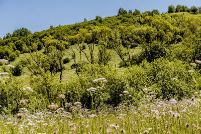 Plants and trees on field against sky