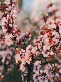 Close-up of pink cherry blossoms in spring