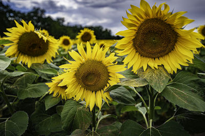 Close-up of yellow sunflower