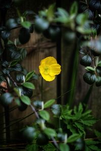 Close-up of yellow flowering plant