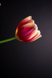 Close-up of red tulip against black background