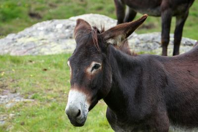 Close-up of a donkey on field