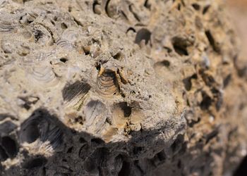 Close-up of lizard on rock