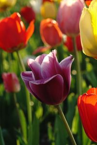 Close-up of red tulips on field