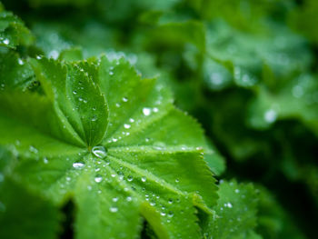 Close-up of wet plant leaves