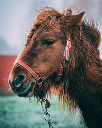 Close-up of a horse