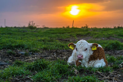 Sheep on field against sky during sunset