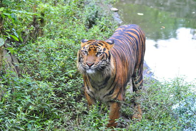 Tiger in a forest