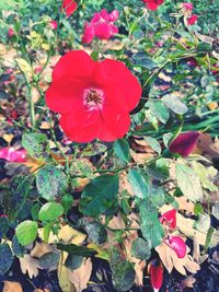 Close-up of red flowers blooming outdoors