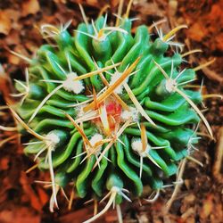 High angle view of succulent plant