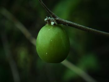 Close-up of fruits hanging on tree