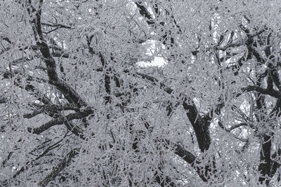 High angle view of starfish on sand