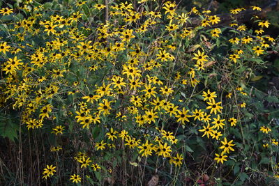 Close-up of yellow flowers blooming in field