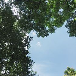 Low angle view of trees against sky