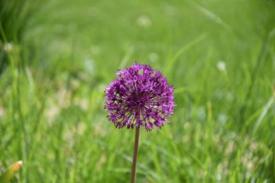 Close-up of purple flowering plant on field