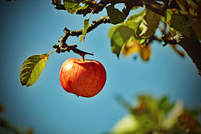 Close-up of apple on tree against sky
