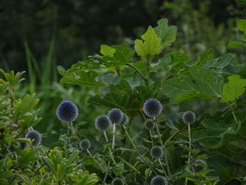 Close-up of flowers