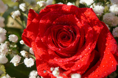 Close-up of red rose flower