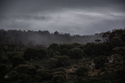 Trees in forest against sky