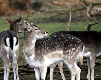 Deer standing in a field