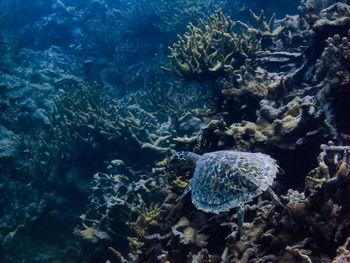 Sea turtle swimming around coral reef