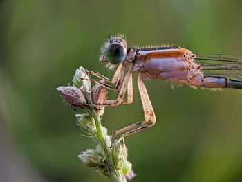 A dragonfly perching on a flower