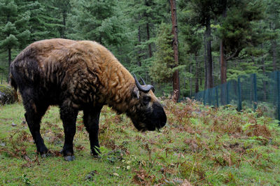 Sheep walking in a forest