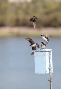 Birds on birdhouse against lake