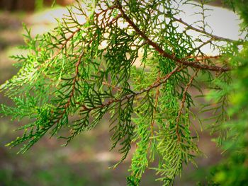 Close-up of tree branch