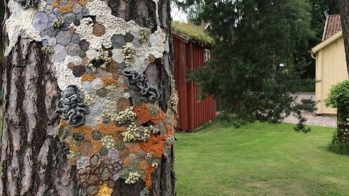 Close-up of tree trunk