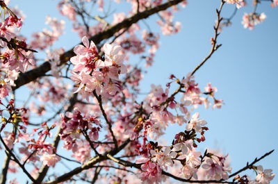 Low angle view of cherry blossoms against sky