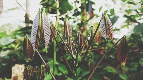 Close-up of leaves