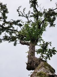 Low angle view of tree against sky