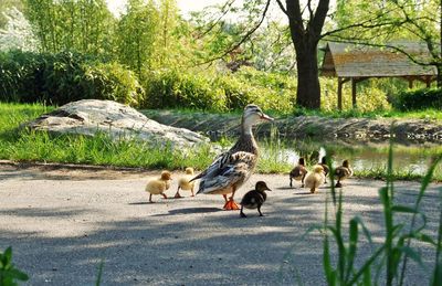 View of birds in park