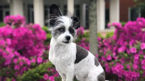 Close-up of a dog