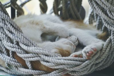 Close-up of cat on hammock 