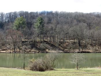 Scenic view of lake against trees in forest