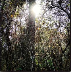 Low angle view of trees in forest against sky